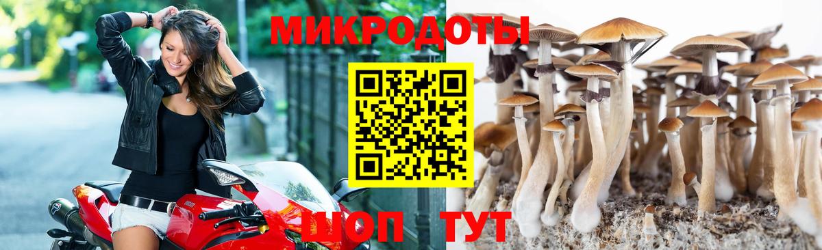 Псилоцибиновые грибы Cubensis Курск